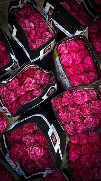 Цветы оптом розы