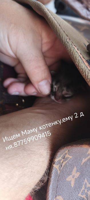 Ищем мама для катенку