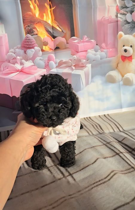 !РЕЗЕРВИРАНО!Мини пудел с родословие- 5 поколения назад