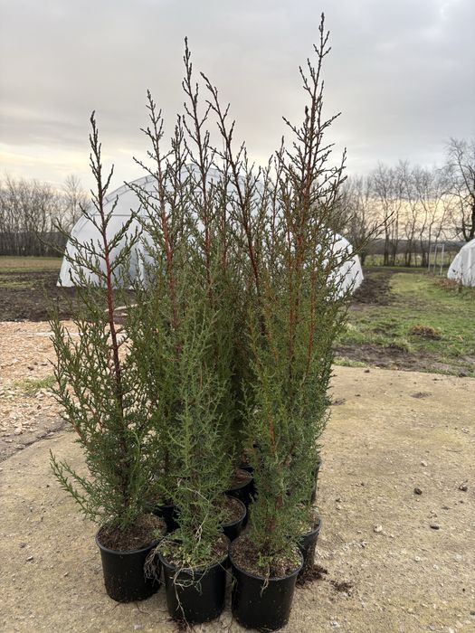 Бързорастящи и вечнозелени растения