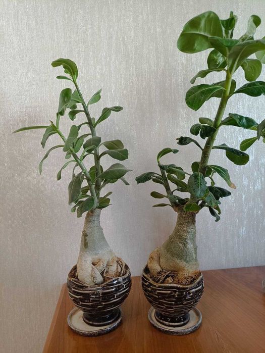 адениумы 2 штуки