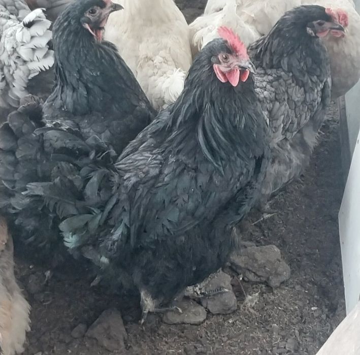 Продам Чёрных петухов.