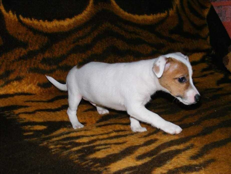 Jack Russel Terrier - pui crescut in  mediu familial