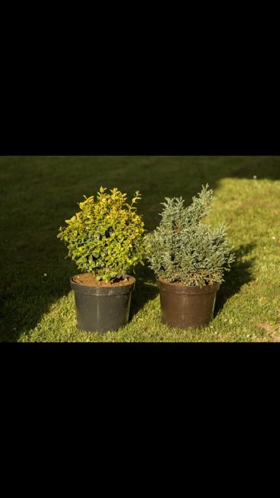 Pepiniera Tuia si Bonsai