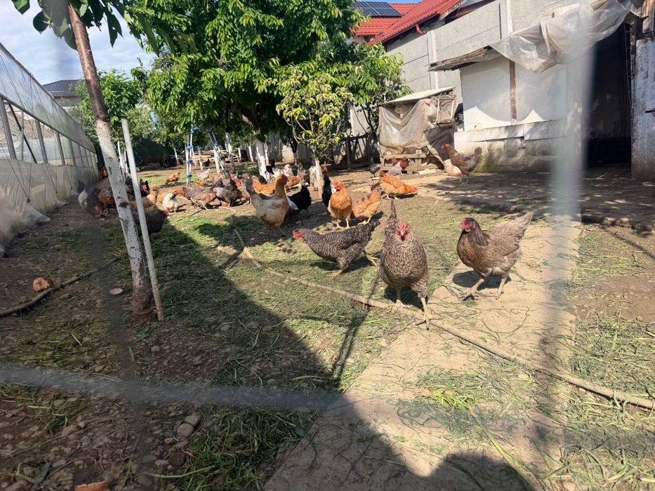 Oua de țară zona lujerului