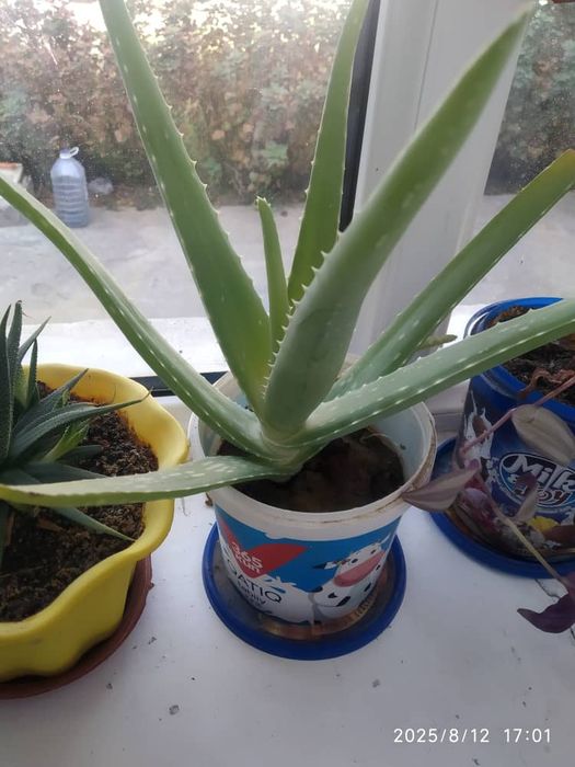 Цветы Алоэ Вера Лечебное в наличии