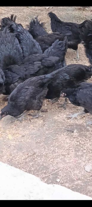 Avstralop jojalari sotiladi n soni 40 ta hovlida yuribdi