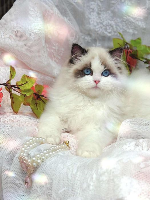 Регдоллы самые лучшые