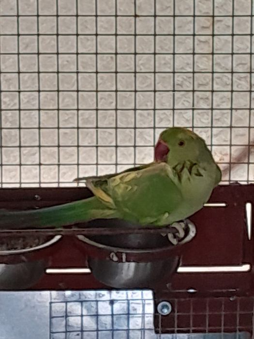 Papagali Micul Alexandru de vânzare.