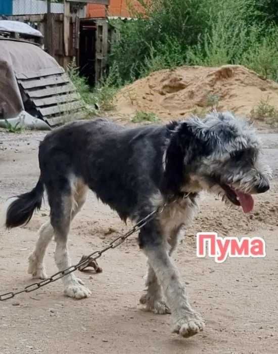 Дарю в добрые и ответственные руки