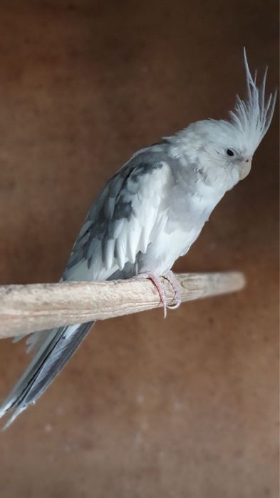 без шёкий карелла