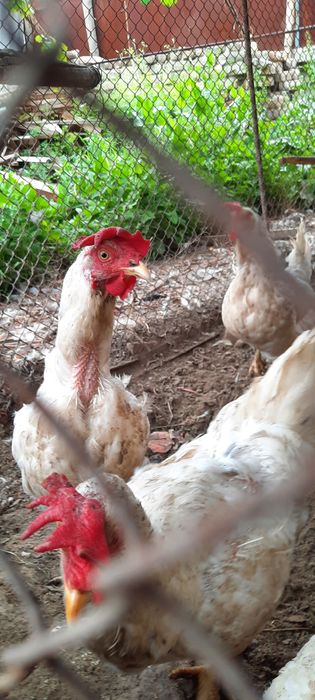 Tovuqlar sotiladi ?Товуклар сотилади