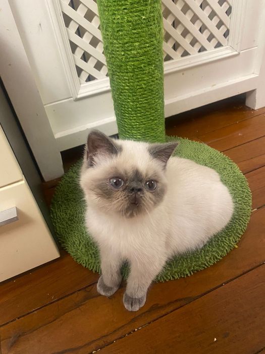 Отдам котика в хорошие руки