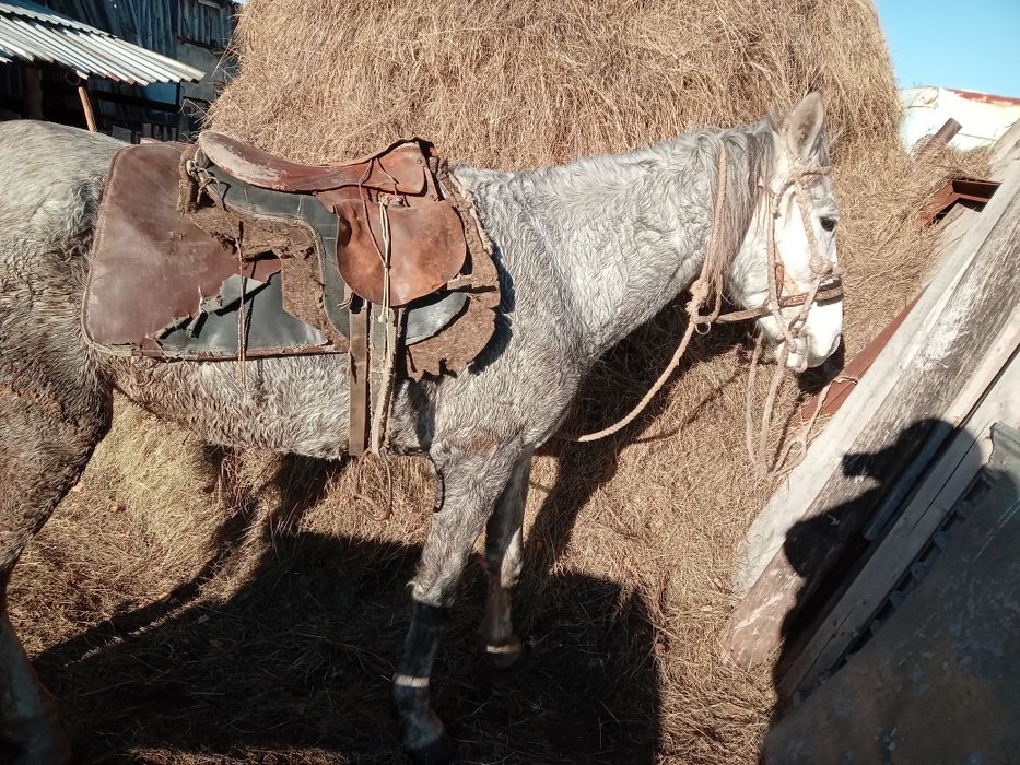 Сельхозживотные лошади продажа