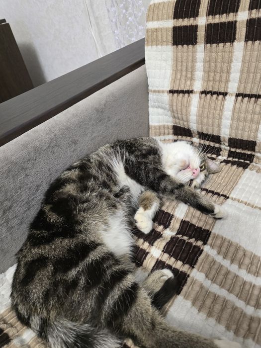 Отдам в добрые руки