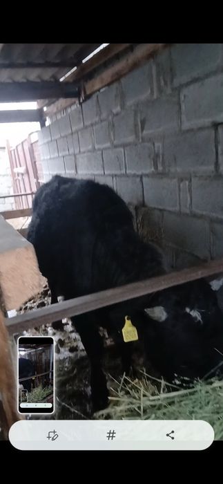 Бычок телка на откорме