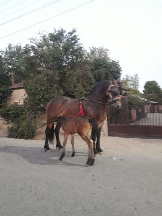 Vând mânză rasa metiș frizian