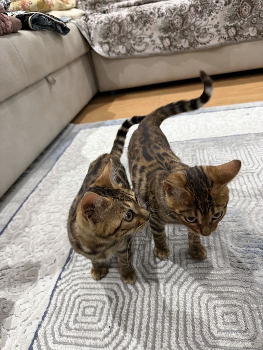 Срочно продается Бенгалский мушукчалар 100% тоза