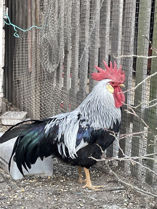 Vand Cocos rasa italiana