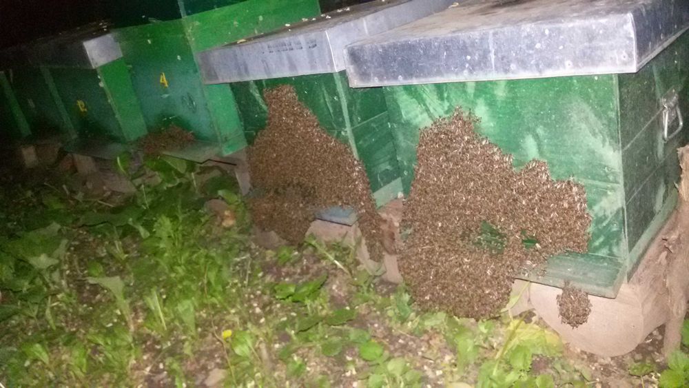 Miere de albine floarea soarelui in amestec cu salcâm