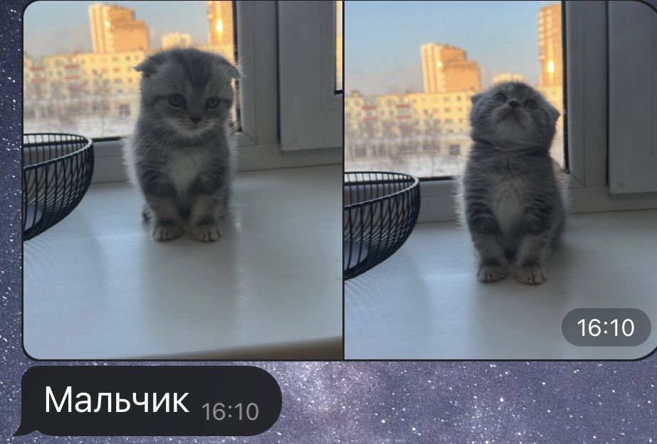 Шотландские котята