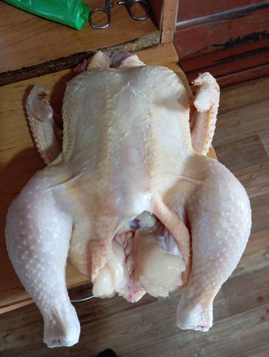 Домашний Бройлер