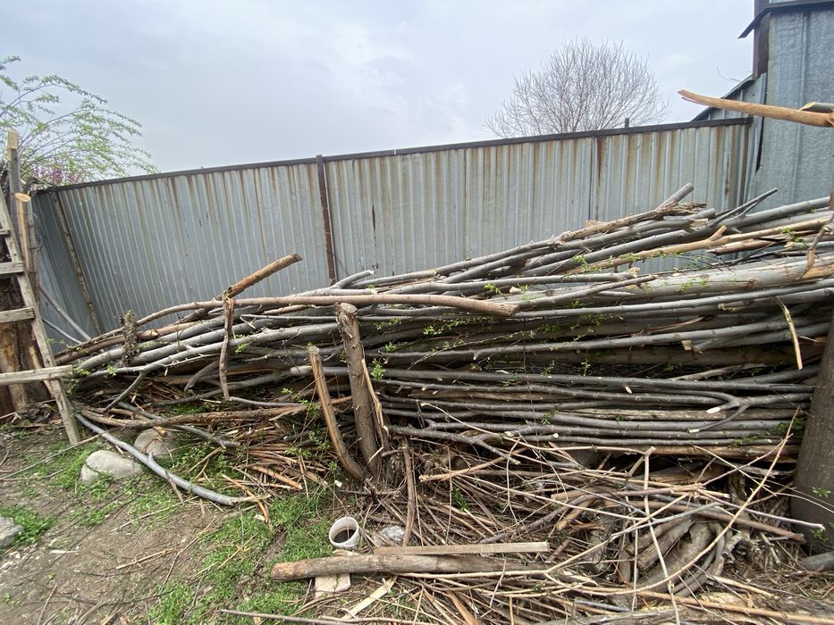 Отын агаш тегын.