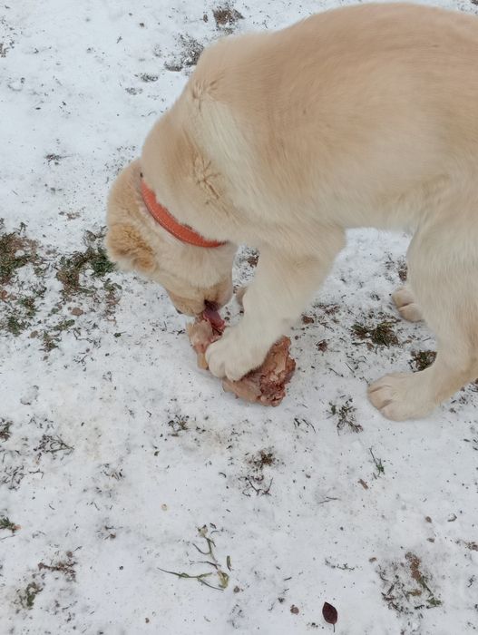Продам щенка Алабая