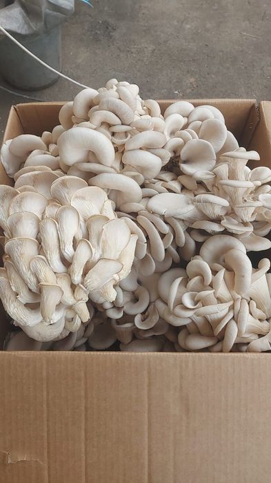 Грибы. Саңырауқұлақ. Вешенки