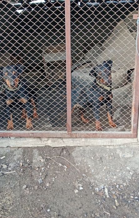 Ягтерьер породистая собака