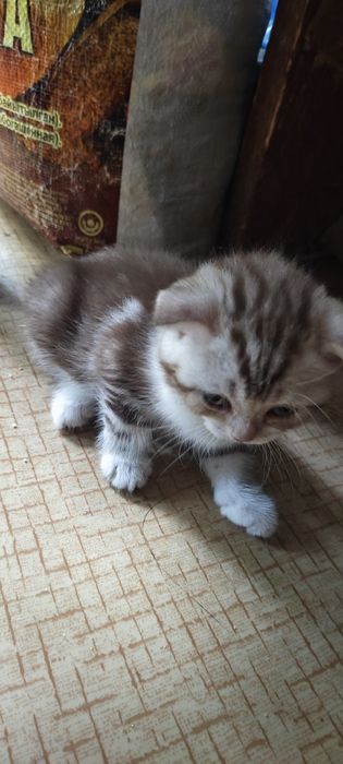 Продаются котята