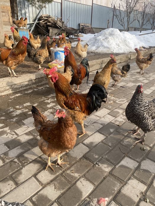 Продам кур и петехов