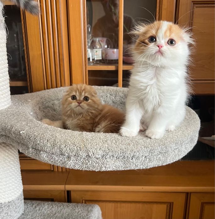 Котята фолды и страйты