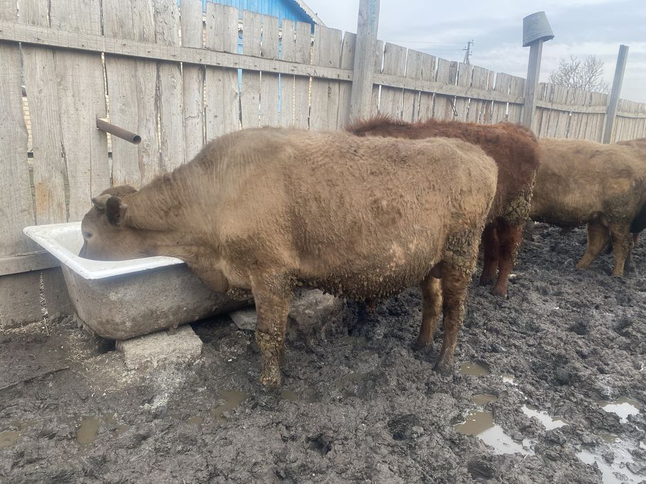 Продам 6 быков.