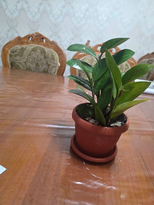 Доллар гүліііііі
