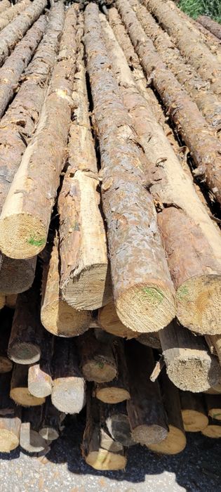 Ритловици иглолистни (чам)