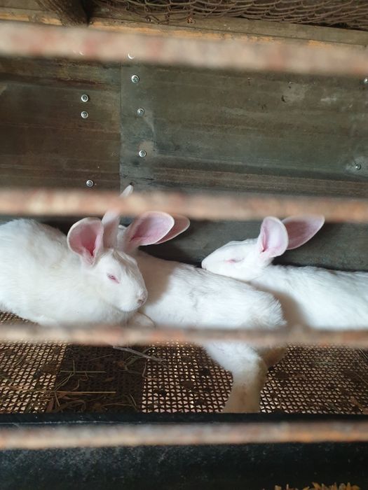 Продам крольчат Великана