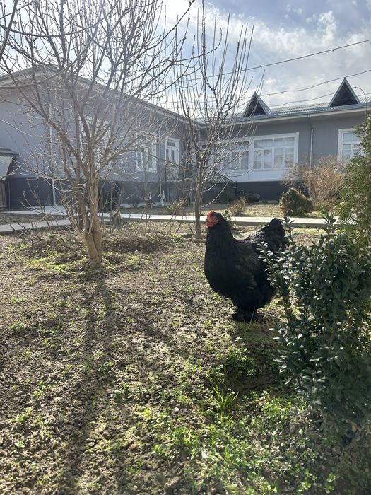 Алмазние Кох Koxinxin гигант Товук