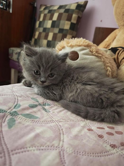 Британски късокосмести  котенца ~ ПУХЧЕТА ~А