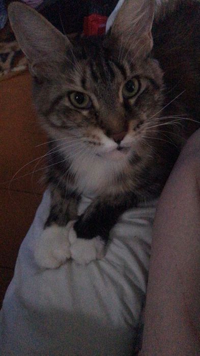 Кошка мейн кун с родословной