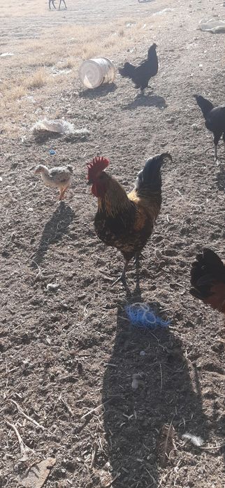 2 ta Lakadenze xo‘roz – naslli, kuchli va chiroyli zot