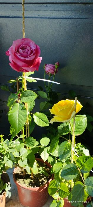 Продам цветы комнатные и садовые