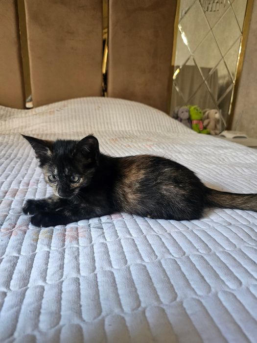 Котята (девочки) в добрые руки
