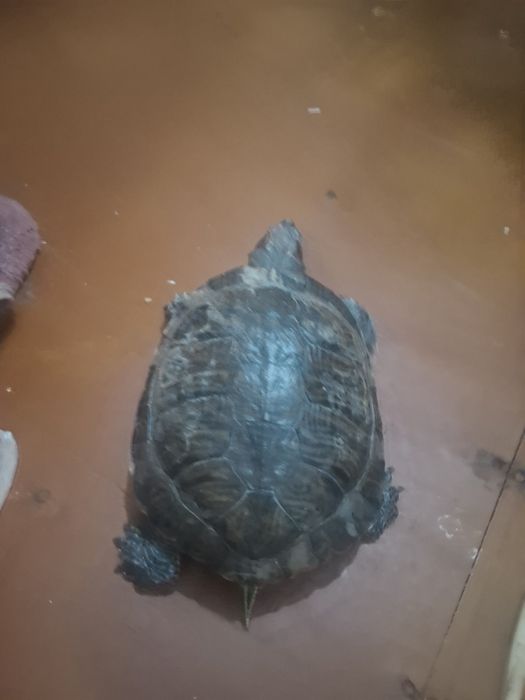 Красноухая черепаха