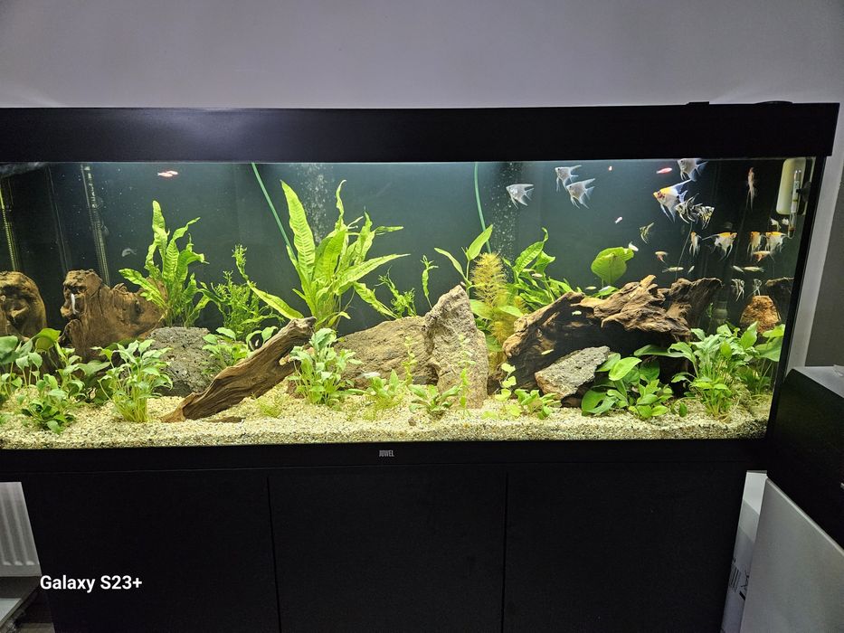 Acvariu de vanzare 450litri, 160litri,110litri cu