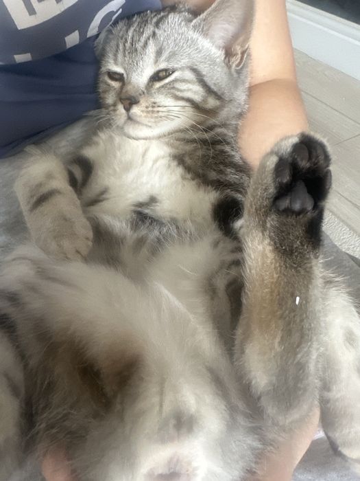 Кошка шотланскийй