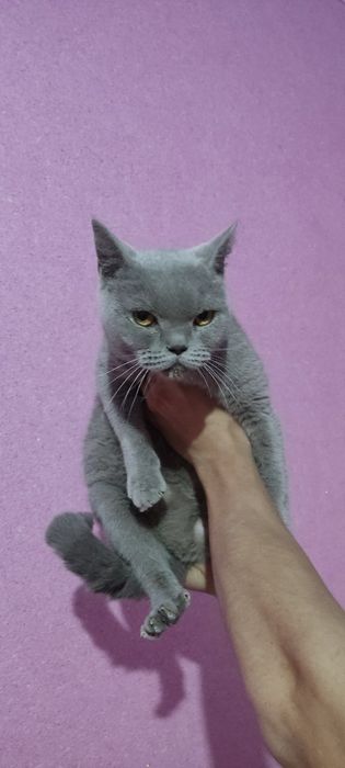 Zotdor Britan mushugi sotiladi