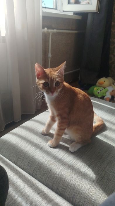 Кошка срочно отдаю