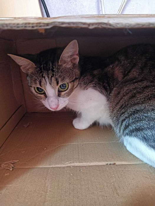 Pisicuță pentru adopție