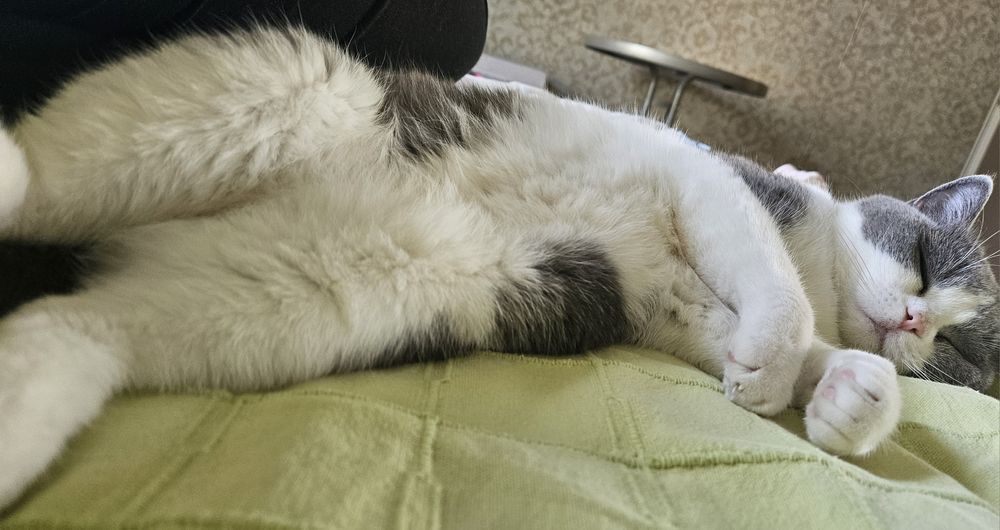 Подарявам британска късокосместа